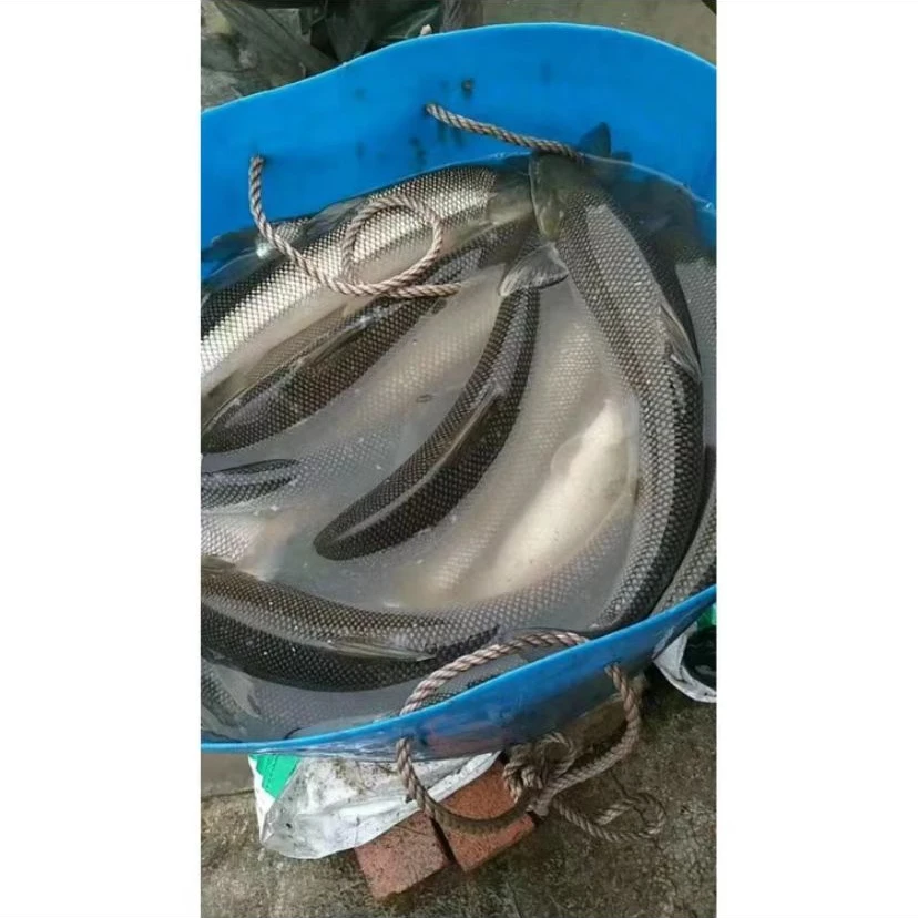 渔场直发  银鳕鱼 10-20g 淡水养殖