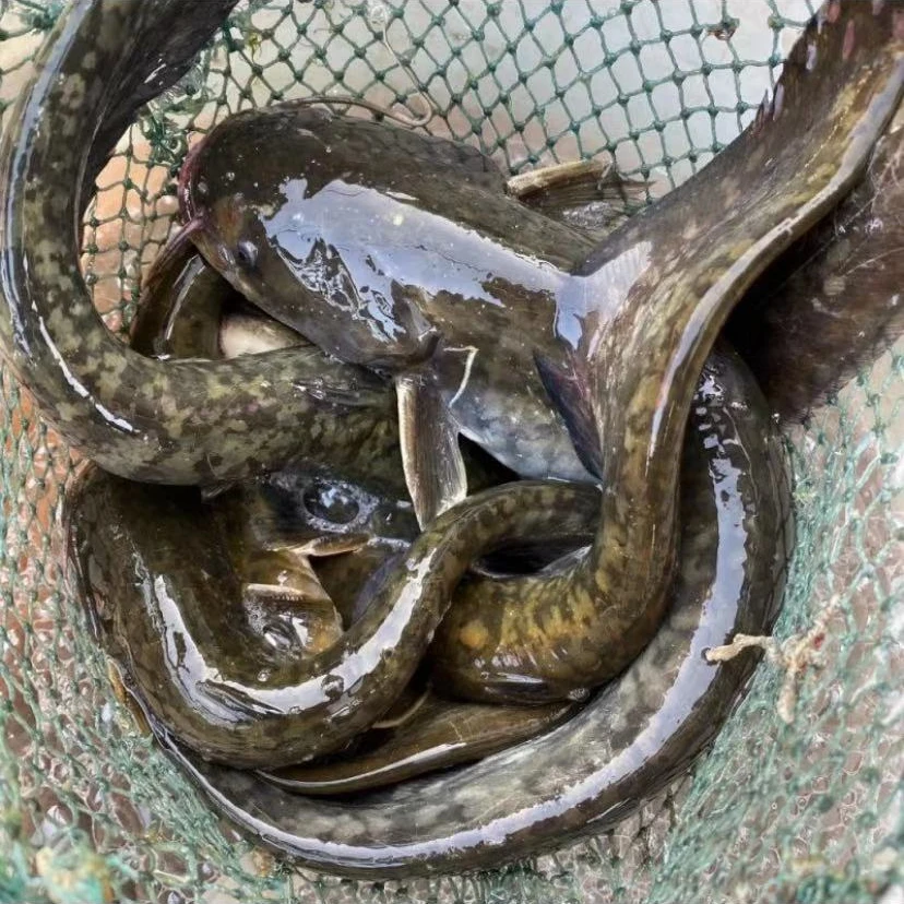 （按斤称）渔场直发  土鲶鱼 10-20g 淡水养殖