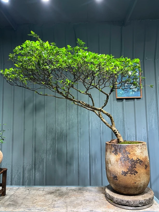 海岛栀子花老桩盆景（高度1.6m，冠幅1.8m，桩粗6cm）