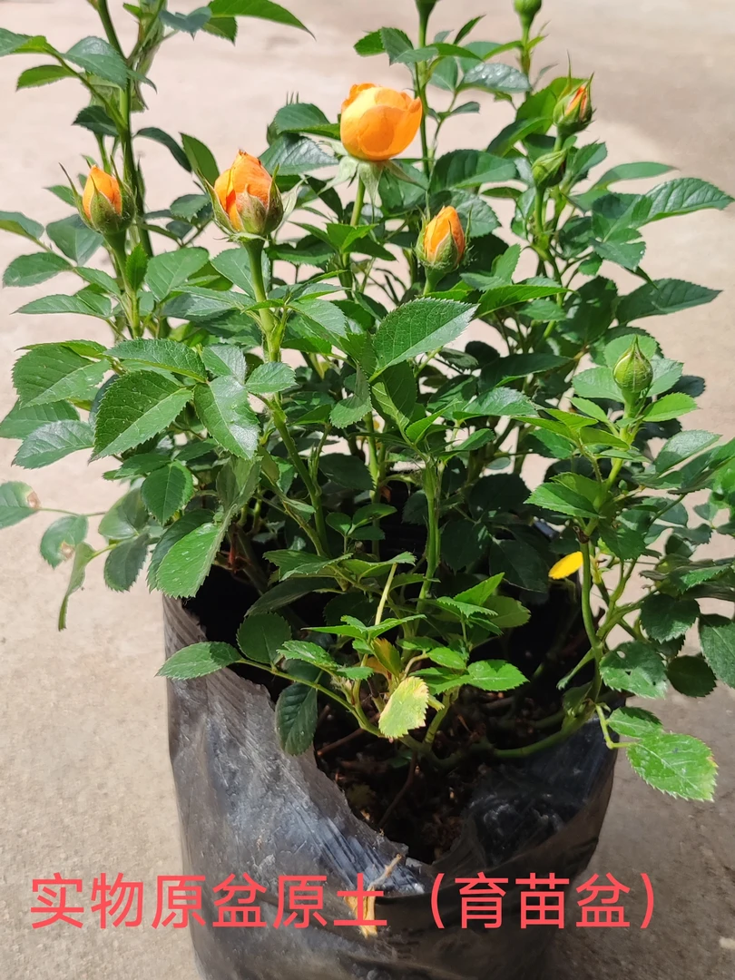 果汁阳台艾莎盆栽带花苞阳台庭院四季开花