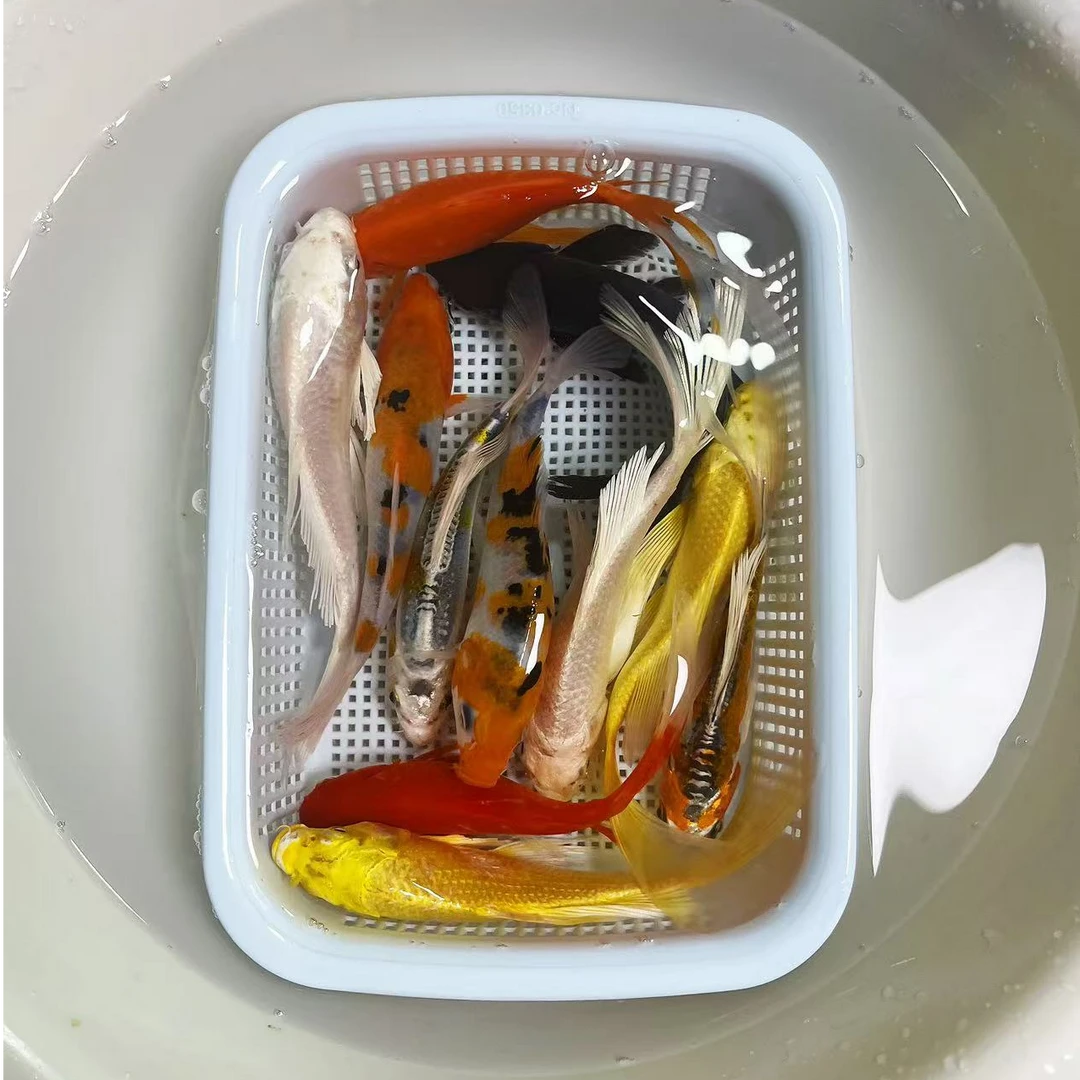 【3黄2白2三色2红草+1黑】10-12公分 冷水鱼活体观赏鱼白金锦鲤包邮