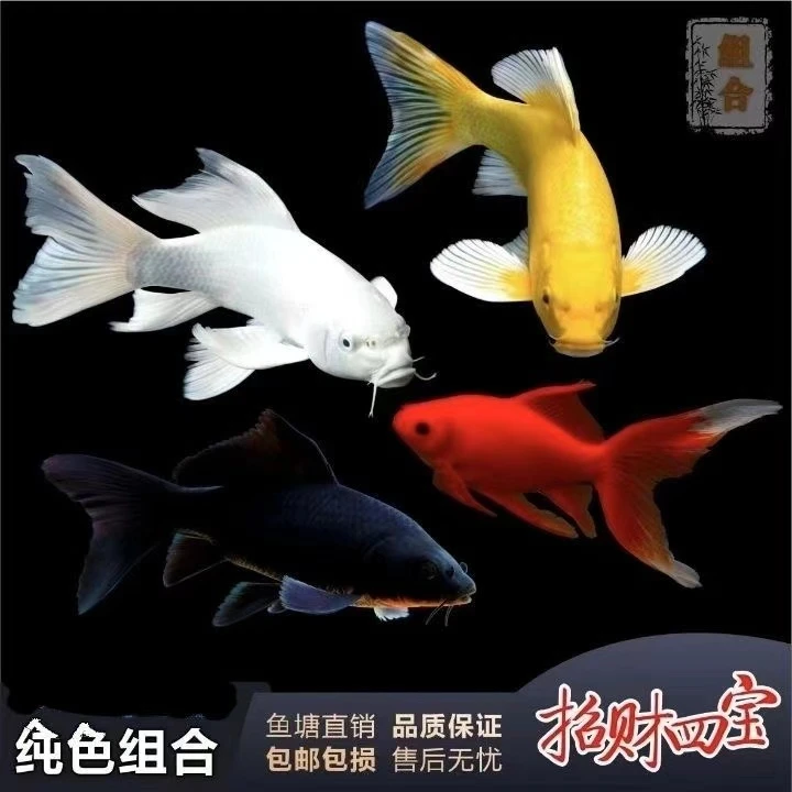 【18-20公分3条】观赏鱼淡水冷水鱼锦鲤鹦鹉好养耐活