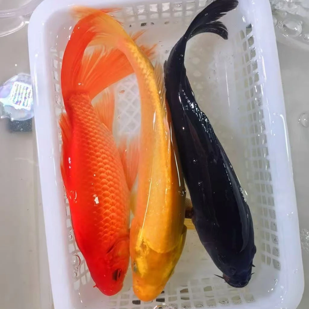 3条组合【黄红黑白】15-18公分锦鲤草金冷水观赏鱼好养耐活锦鲤鱼