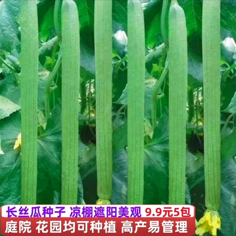 正宗长丝瓜种子高产早熟丝瓜种子南北方小院蔬菜可盆栽