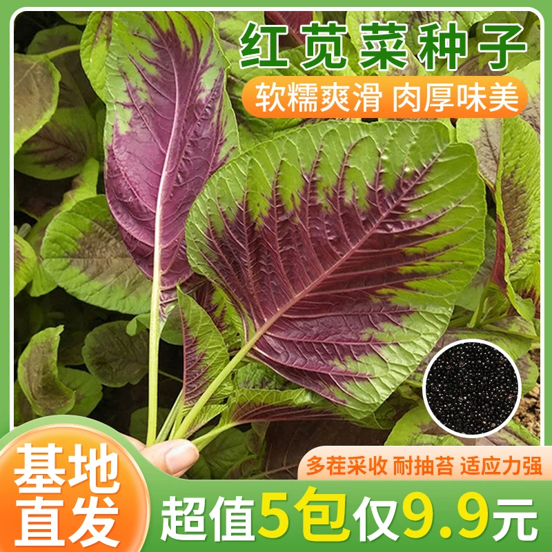 红苋菜种子四季庭院阳台种植盆栽小菜园地栽蔬菜种子