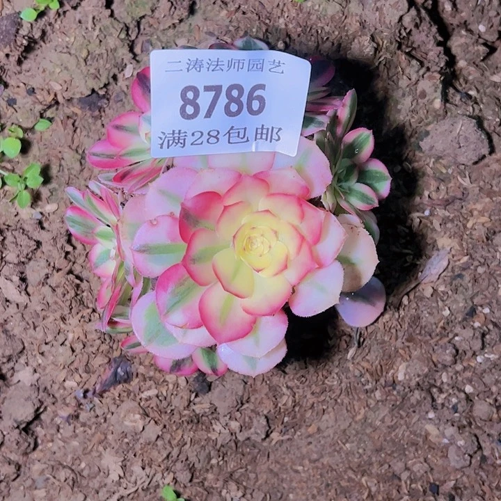 8786倾城多肉植物