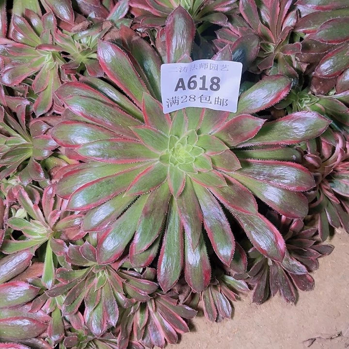 妞*妈618孔雀锦多肉植物