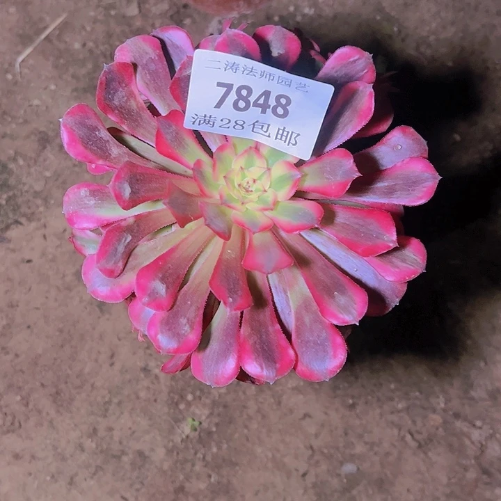 海**儿7848红铜白多肉植物