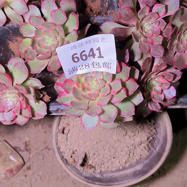 6641万花筒小苗量拍