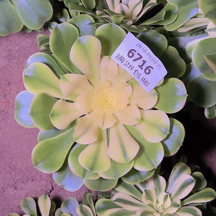 6716辛尼亚多肉植物