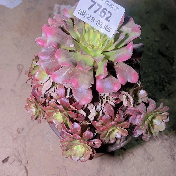 7762舞天姬多肉植物