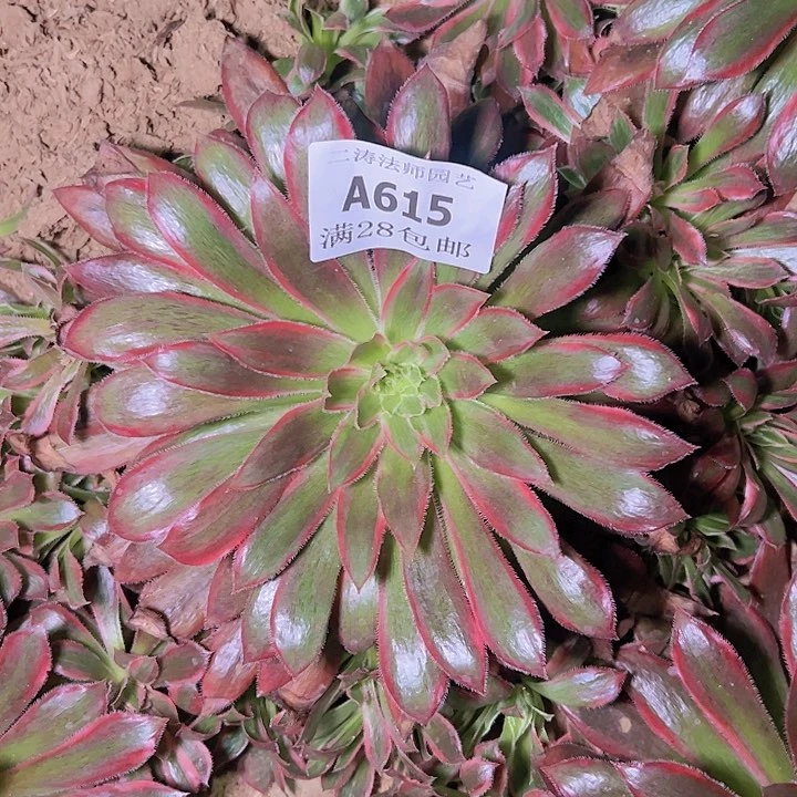 千****”615孔雀锦多肉植物