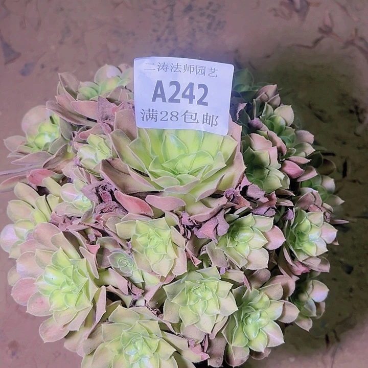 242韶华多肉植物