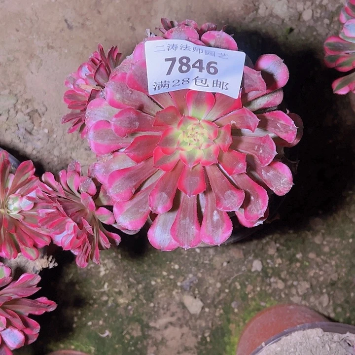 丽7846红铜白多肉植物