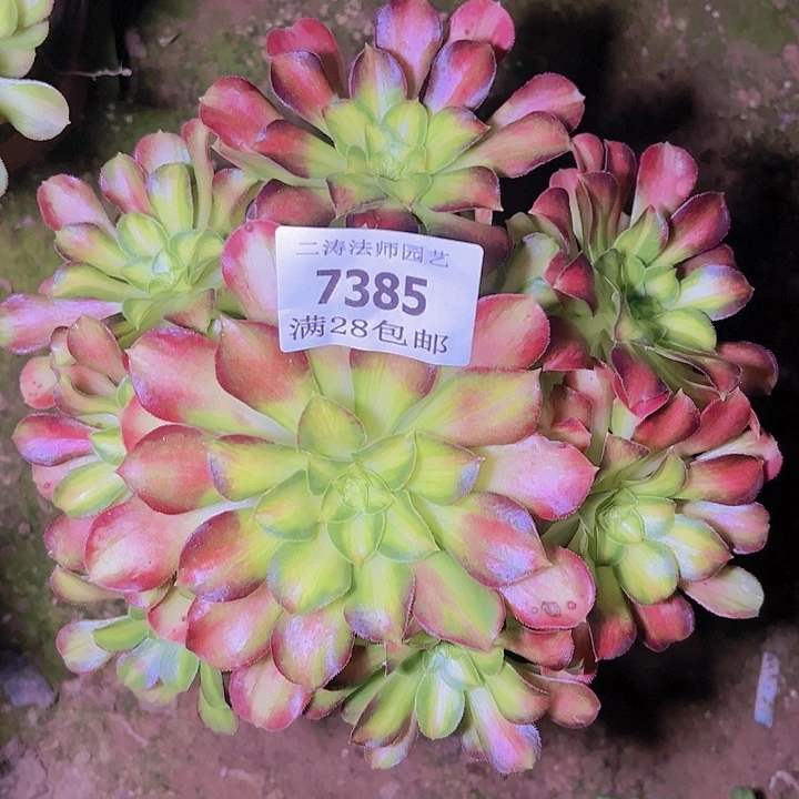 7385韶华多肉植物