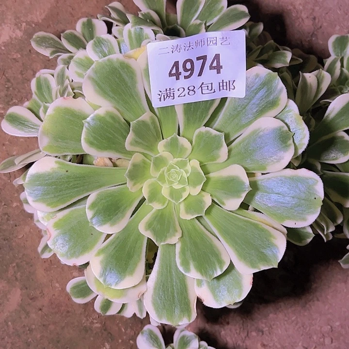 寒**灯4974迈巴赫多肉植物