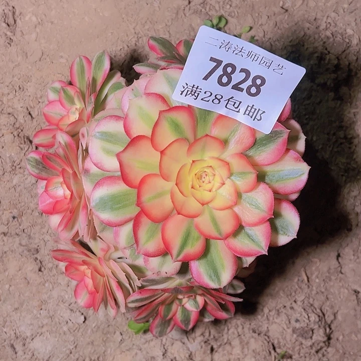 7828倾城多肉植物