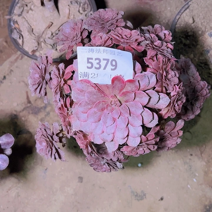 5379黑天鹅多肉植物