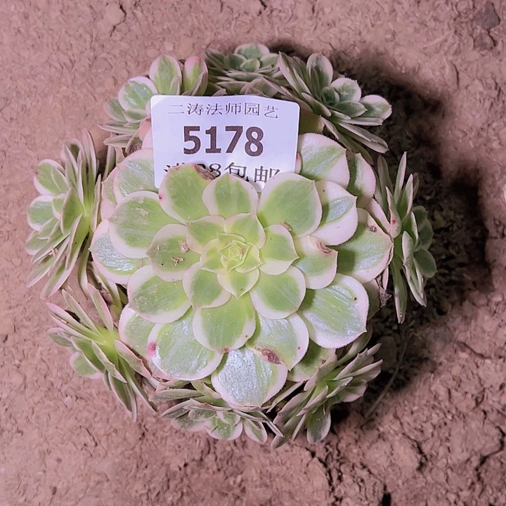 5178海王多肉植物