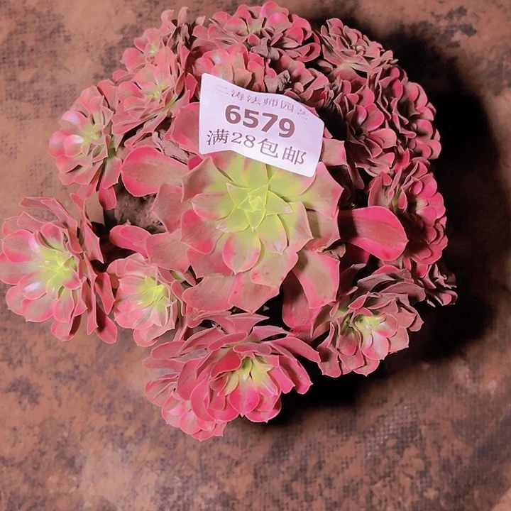 青**雪6579美杜莎多肉植物