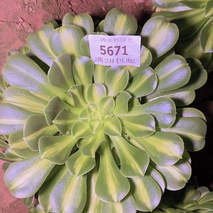 5671翡翠多肉植物