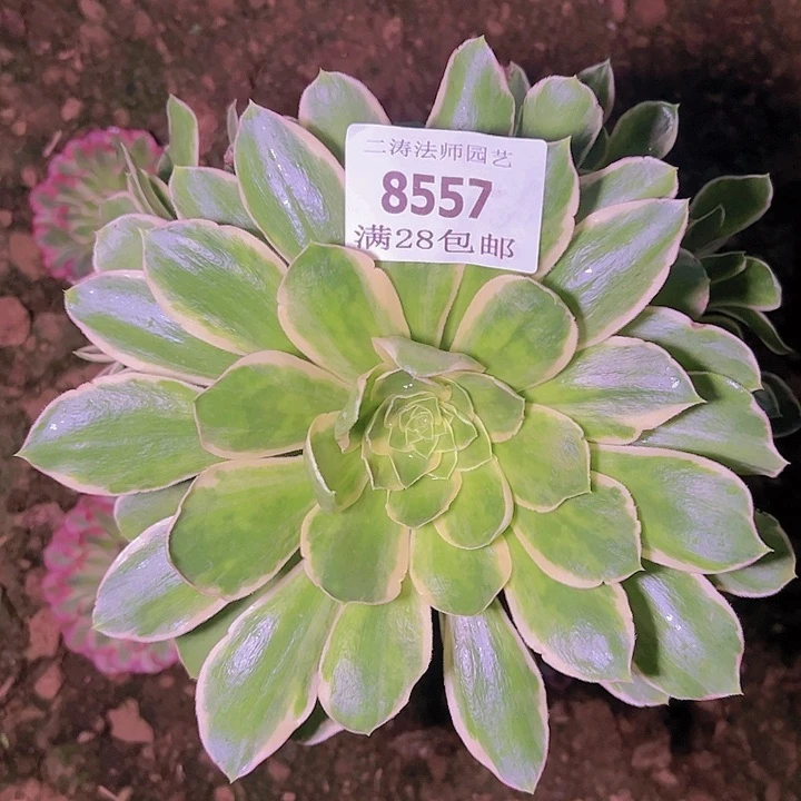 8557绿玫瑰多肉植物