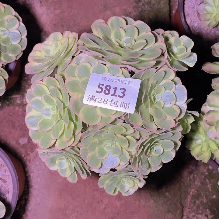 :****拉5813万圣节奶白多肉