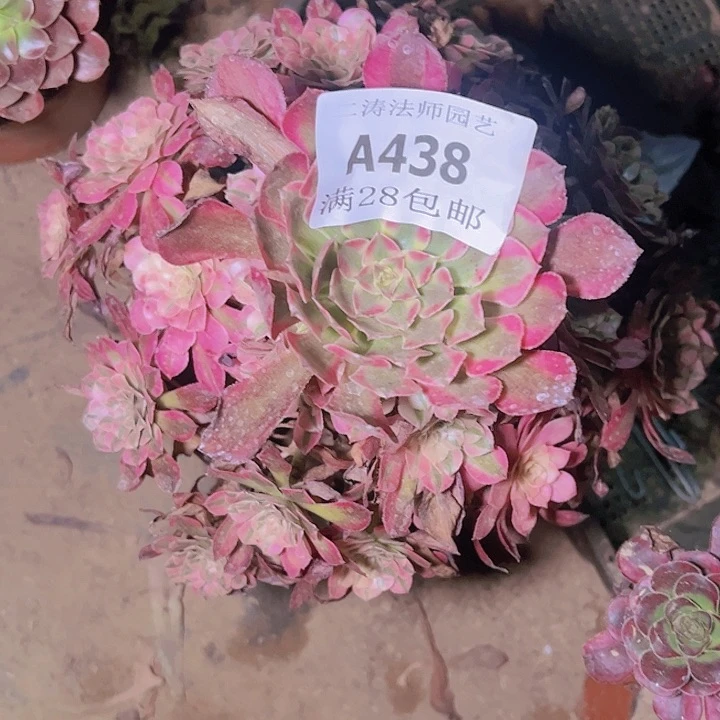 438洪桐白多肉植物