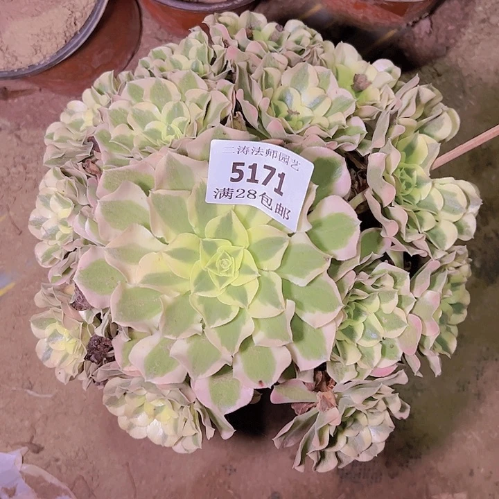 5171白凤多肉植物