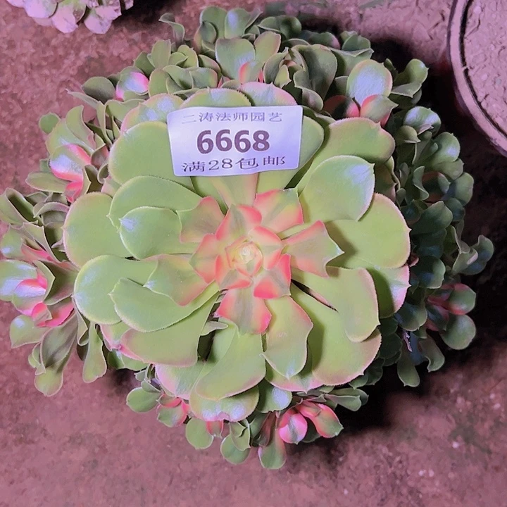 6668香妃多肉植物