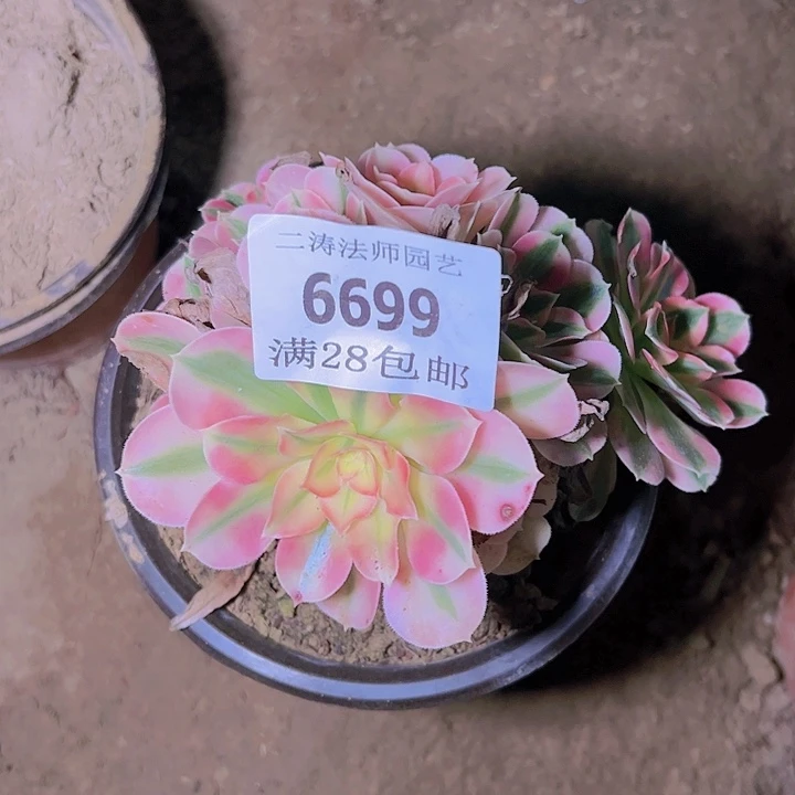 用****36699粉女巫多肉植物保护