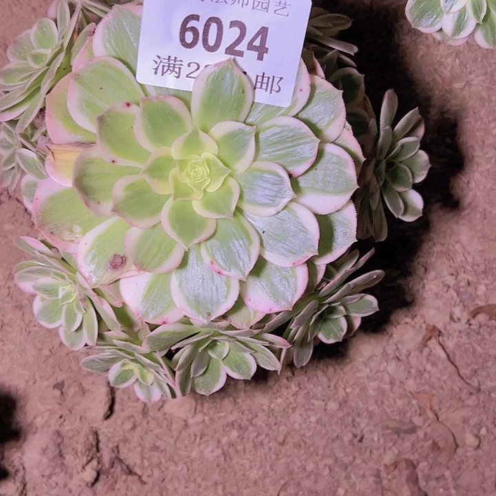 6024海王多肉植物