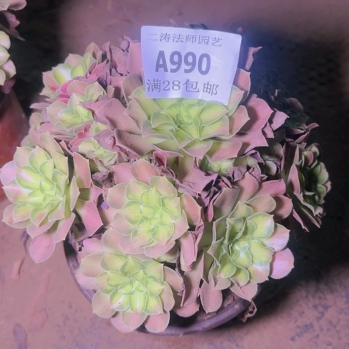 用****5990韶华多肉植物