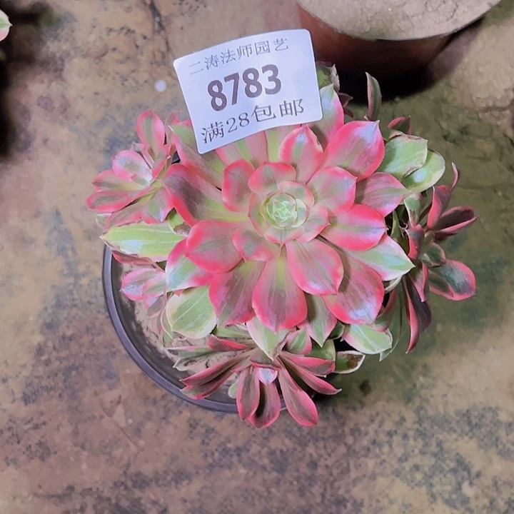 8783浣纱多肉植物