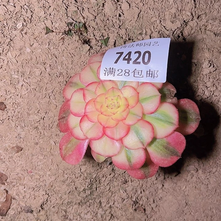 7420倾城多肉植物