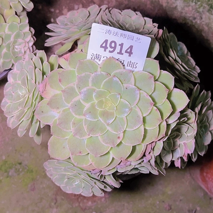 4914粉花妖多肉植物