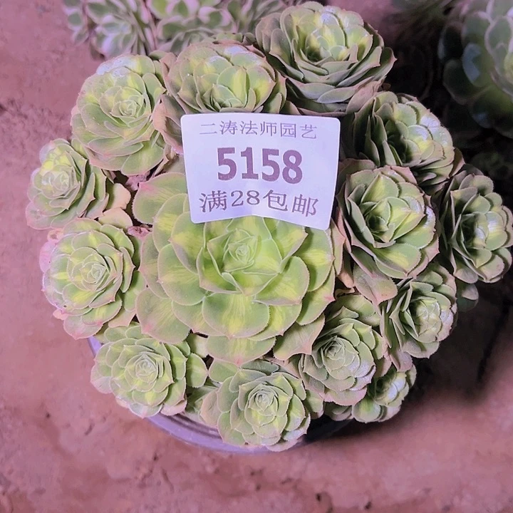 5158翡翠琉璃多肉植物