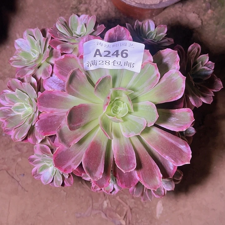 246白婚纱多肉植物