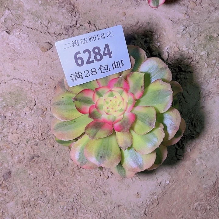 6284荔枝多肉植物