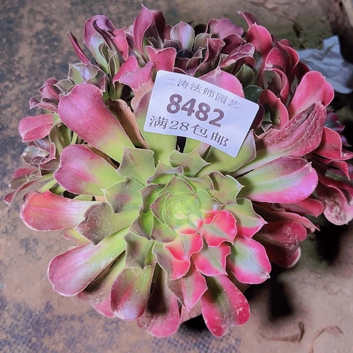 做****王8482粉女郎花脸多肉