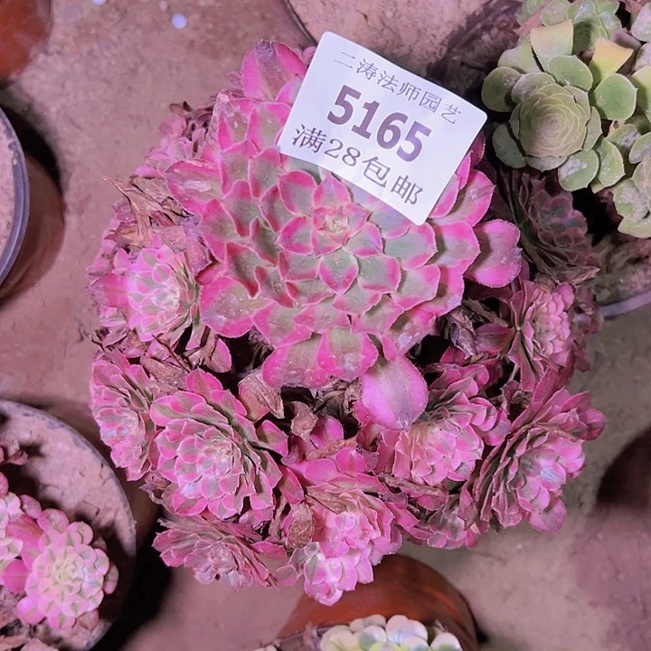 @**格5165红铜白多肉无根