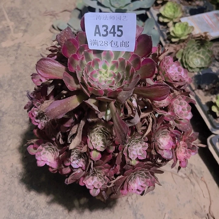 娟***?345红铜白多肉发货