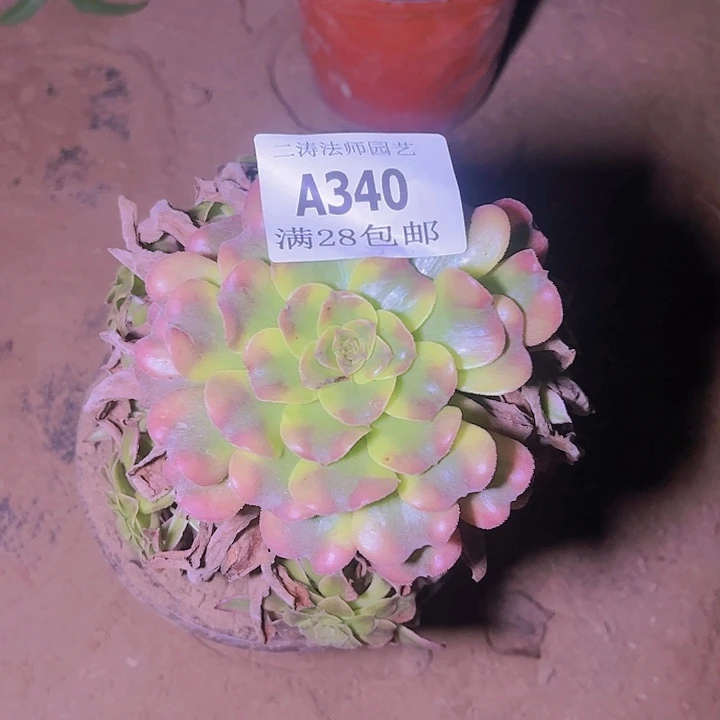 娟***?340沙皇多肉发货