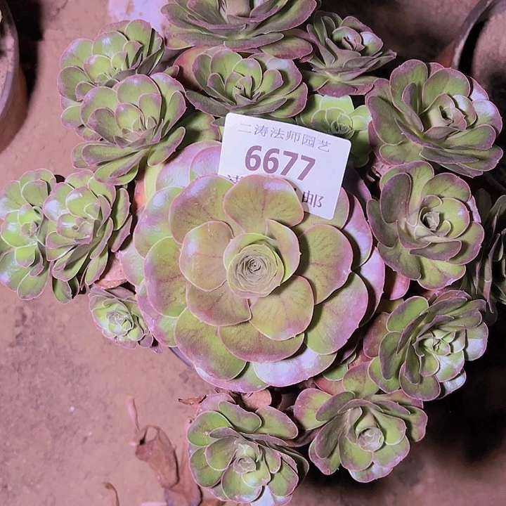 6677魅金玫瑰多肉植物