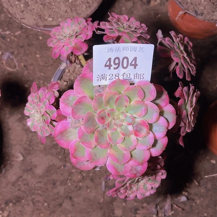 4904红铜白多肉植物