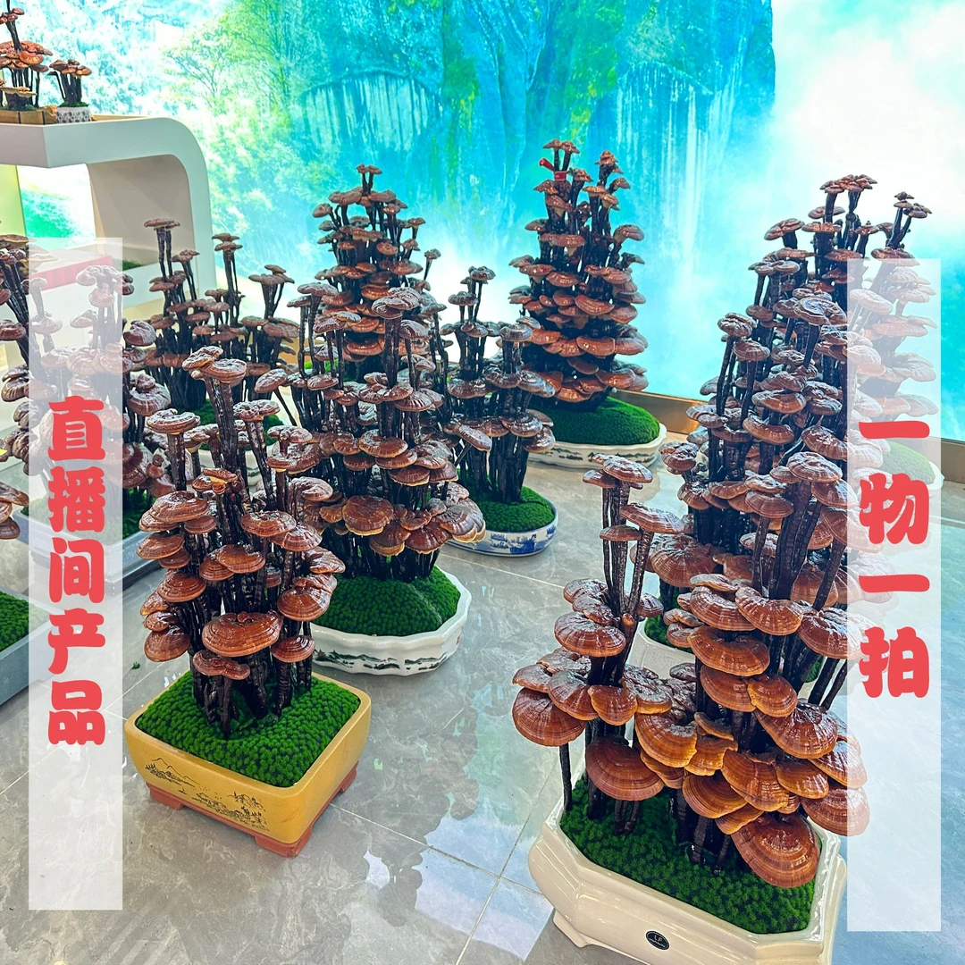 （直播间一物一【拍】）精品灵芝盆景盆栽公司开业乔迁新居盆景礼物