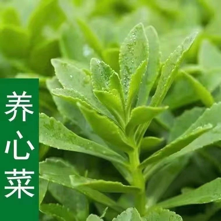 【高钙养心菜种子】阳台四季盆栽小院菜园地播植农家蔬菜种子养心菜