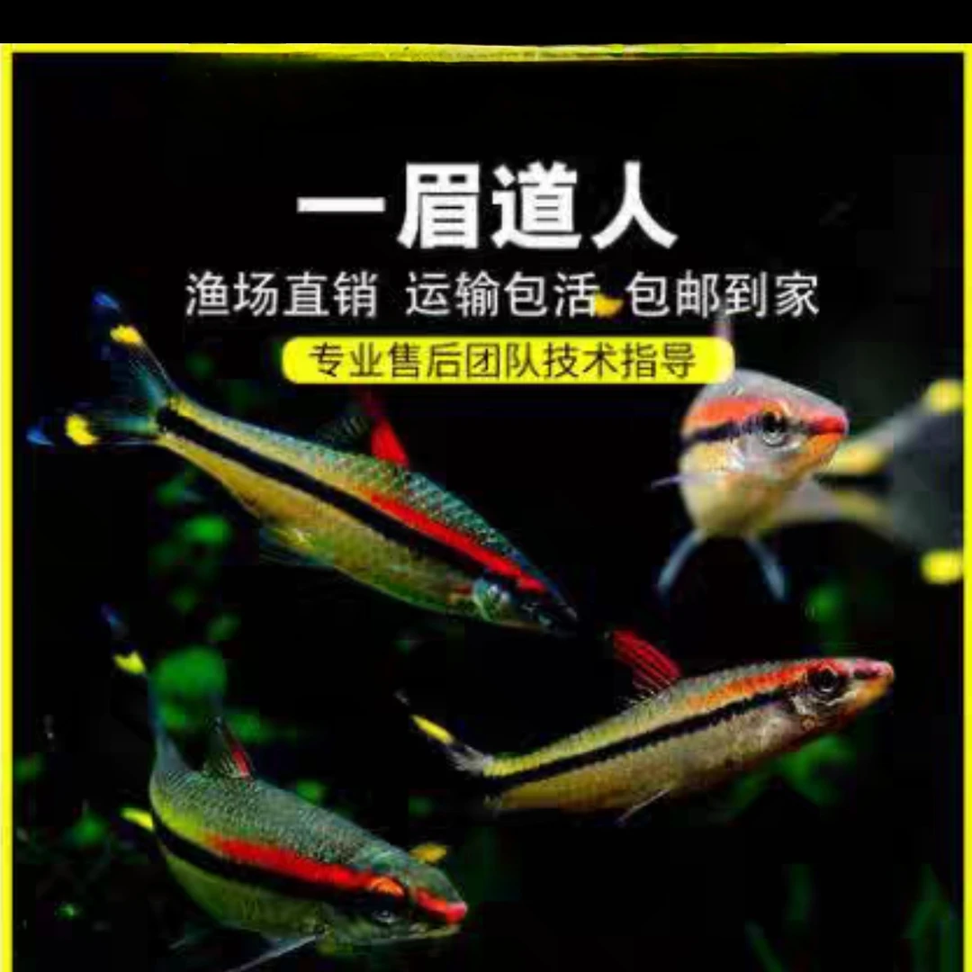 一眉道人热带鱼观赏鱼小型
