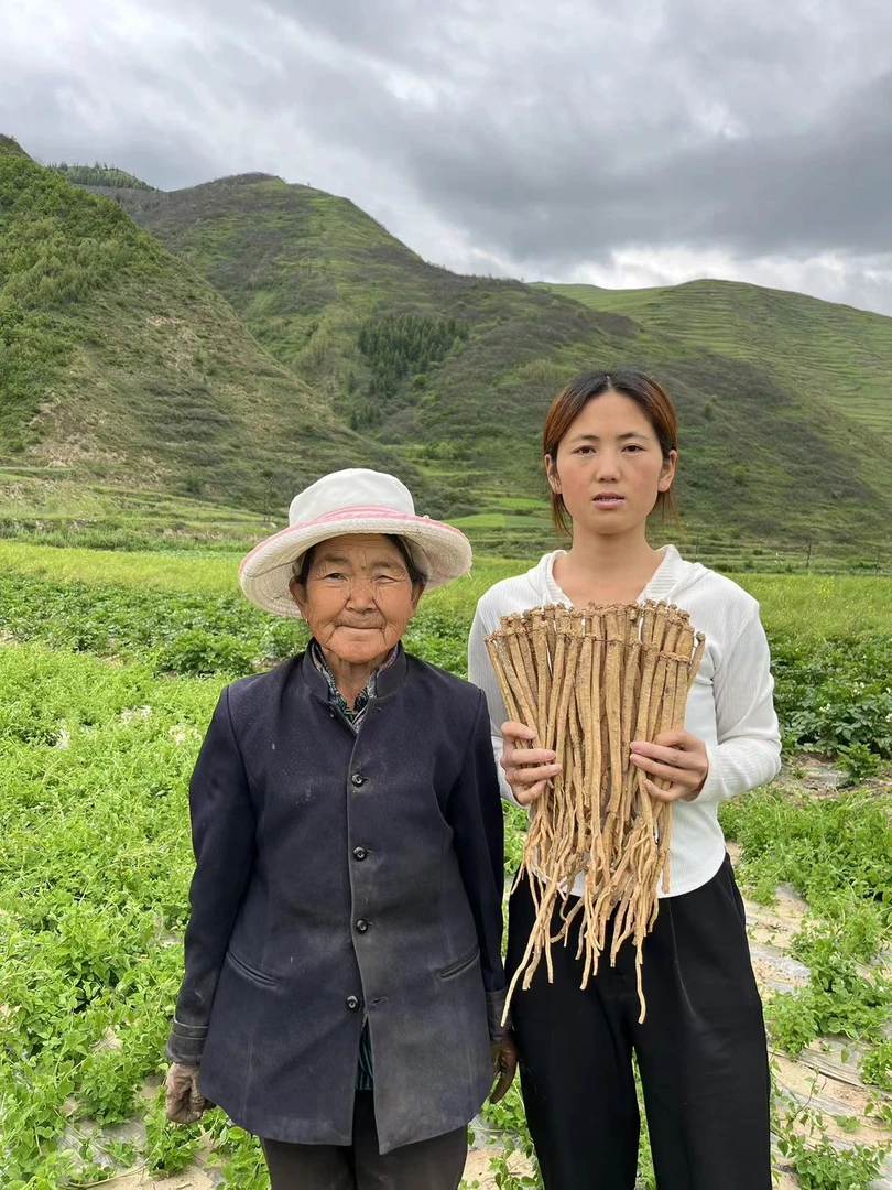 甘肃岷县种植党参原条 煮水 泡水 煲汤 炖肉（原产地直发）