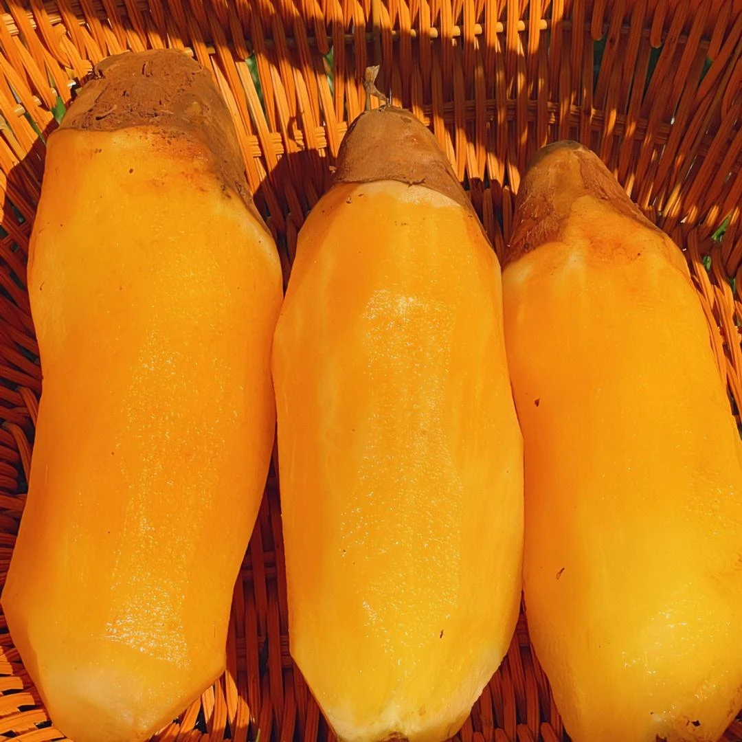 【新鲜头茬】正宗云南天山雪莲果红心黄心雪莲果脆甜多汁新鲜水果